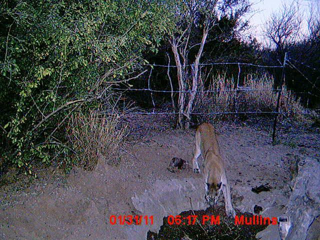 2010-11MexTrailcam2004.jpg