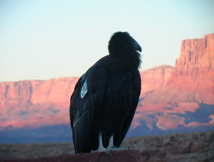 CaliforniaCondor.jpg