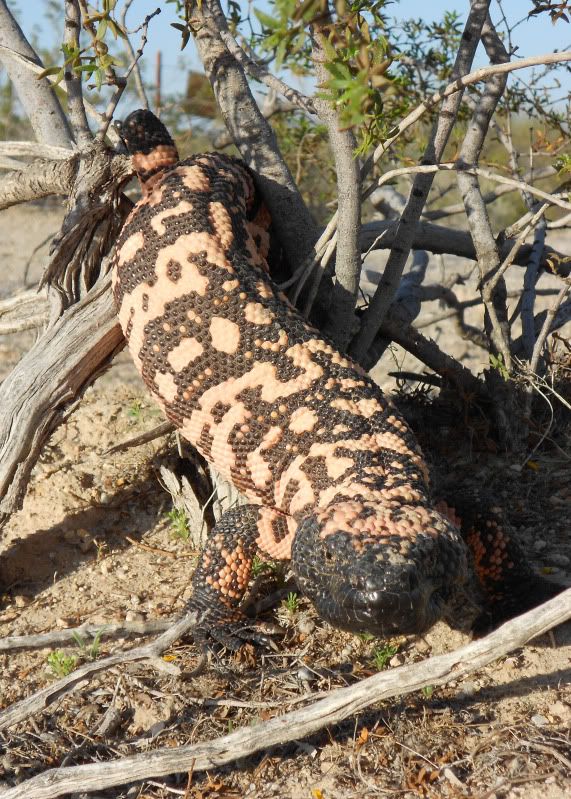 Gilamonster_6084_edited-1.jpg