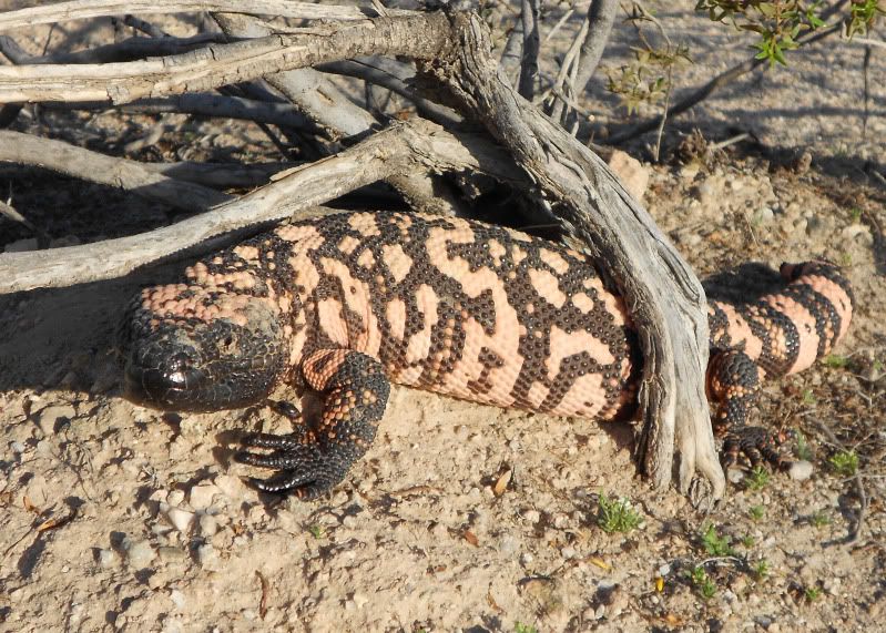 Gilamonster_6093_edited-1.jpg