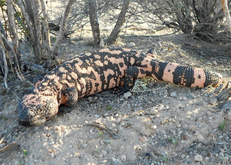 Gilamonster_6104_edited-1.jpg