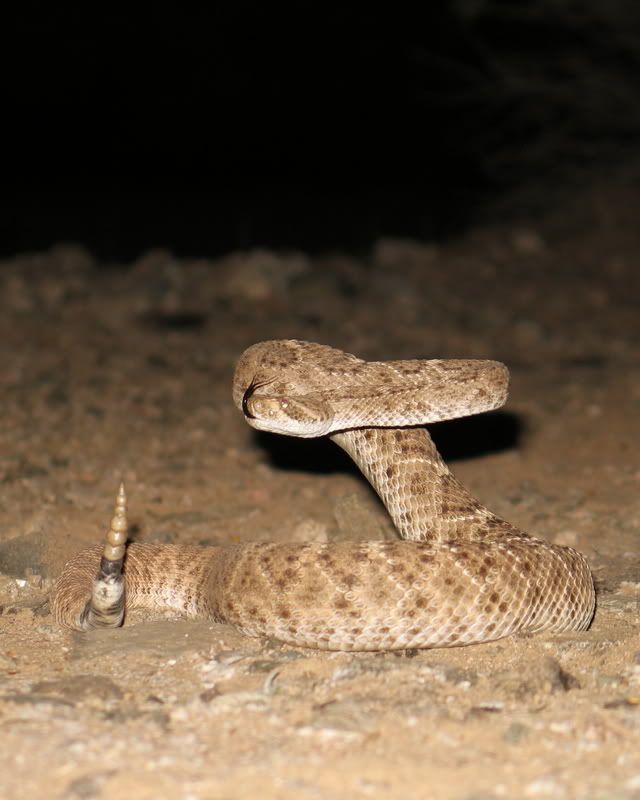 Rattler13.jpg