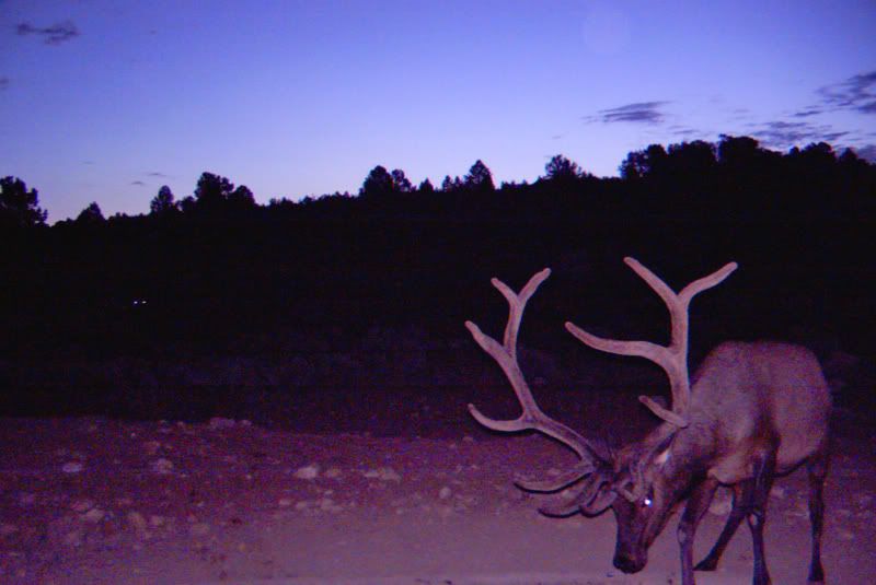 Trailcamcuts11.jpg