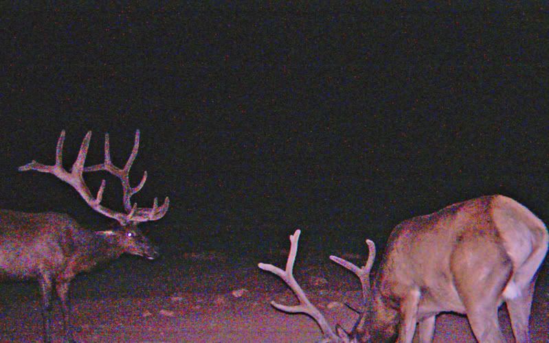 Trailcamcuts5.jpg