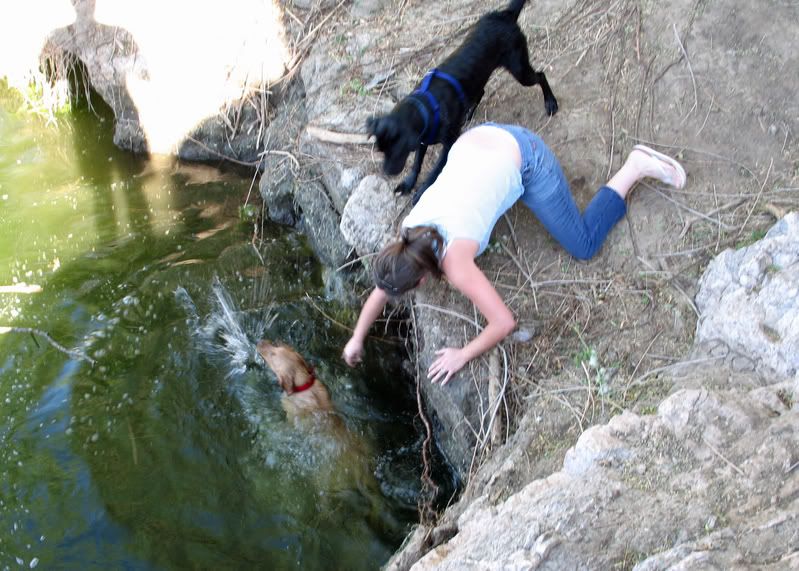 WaterdogsRescue.jpg