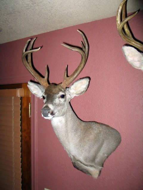 deer0041.jpg