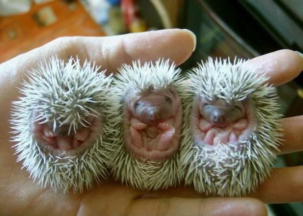 porcupine-babies.jpg