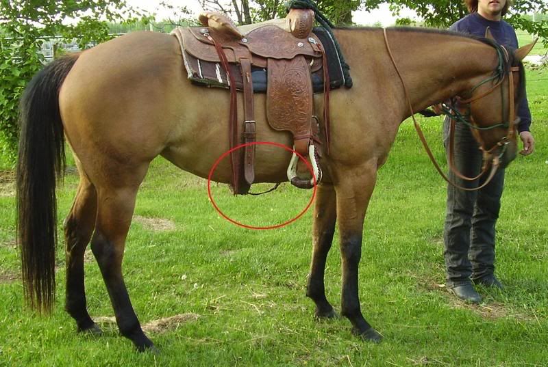 Is A Rear Cinch Necessary When Trailriding? Trail Riding HorseCity