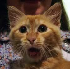 Shockedkitty.jpg