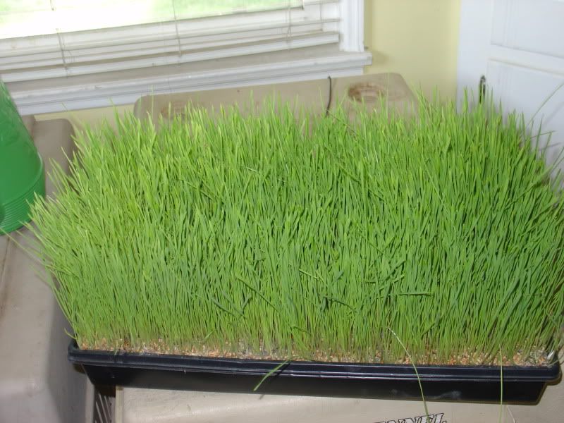 wheatgrass