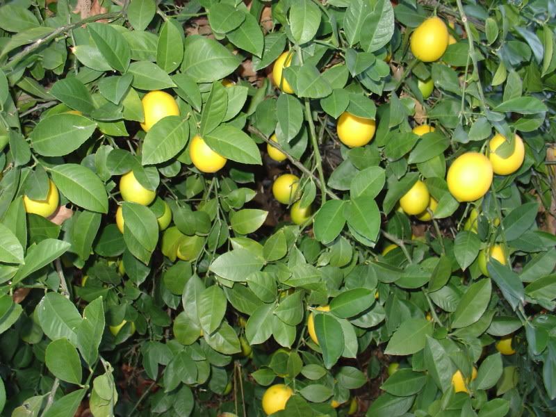 lemons