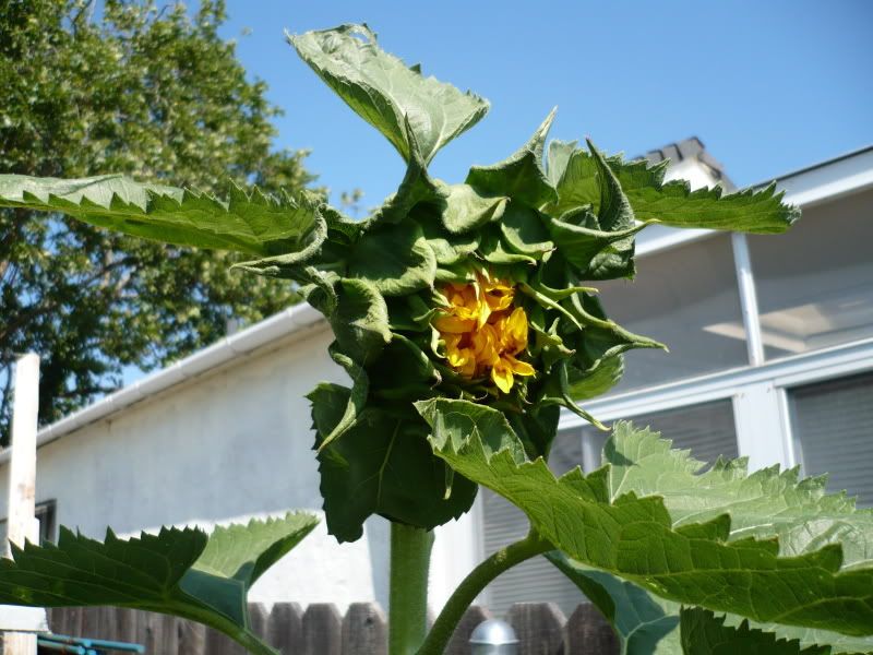 early sunflower