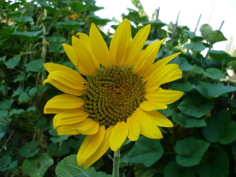 last sunflower
