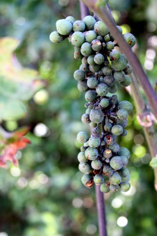 IMAGE: http://i31.photobucket.com/albums/c367/aanule/grapes1_zpse152f08b.jpg