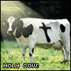 animal,cow,religion,holy