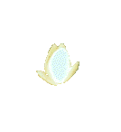 WaterLily-02-june.gif