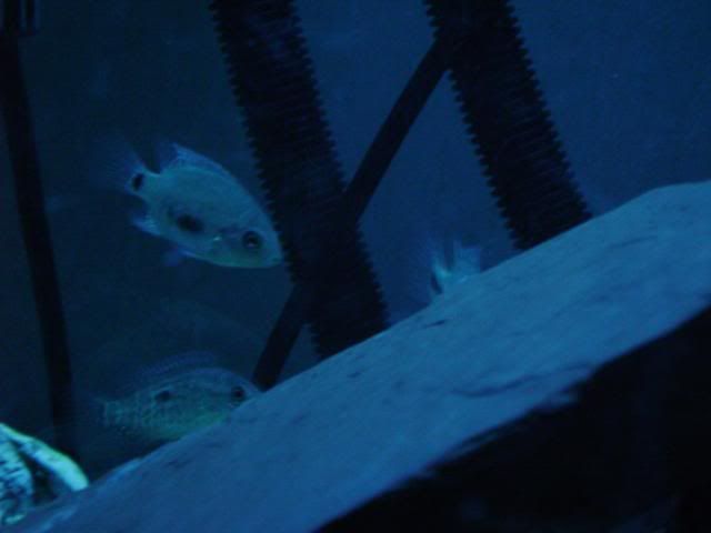 NewFish2-January16200827.jpg