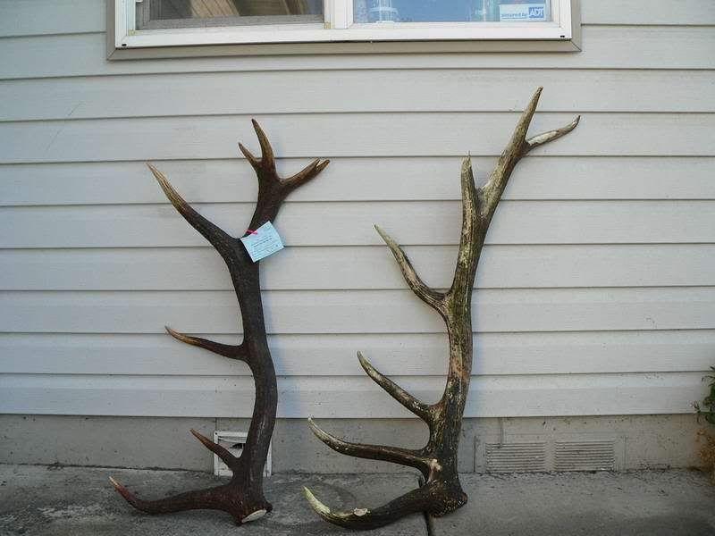 Elk Antler Scoring Question