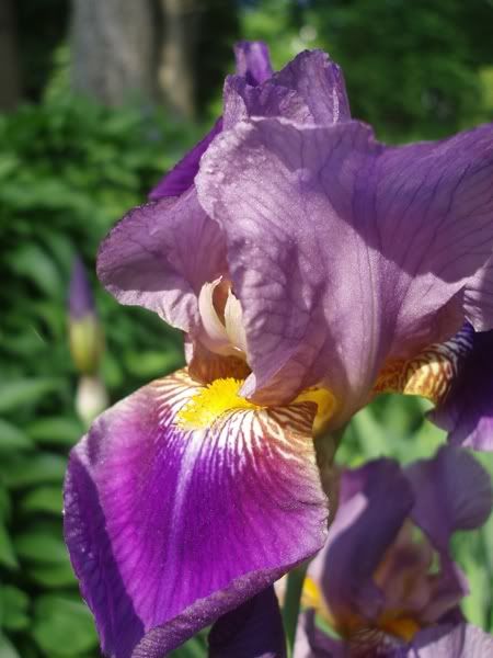 iris_01.jpg