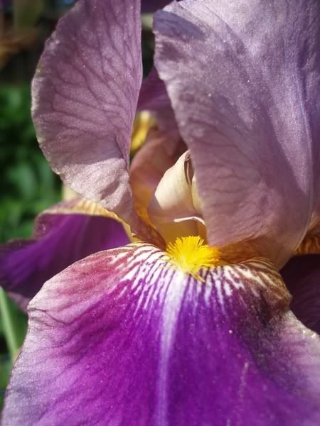 iris_03.jpg