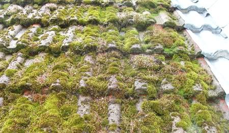 moss_on_tile.jpg