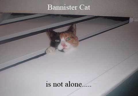 bannistercat.jpg