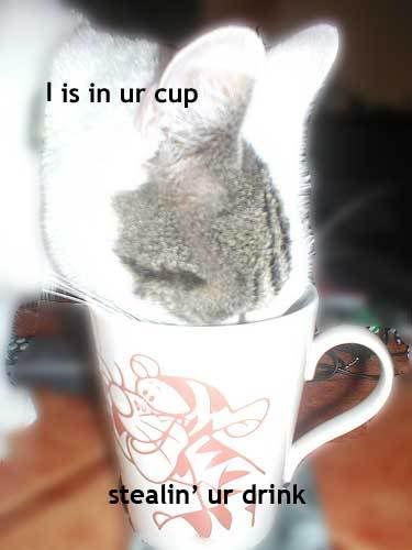 cup-1.jpg