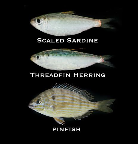 Florida Flats Baitfish ID (The Big Three) - Boatless Fishing Forum