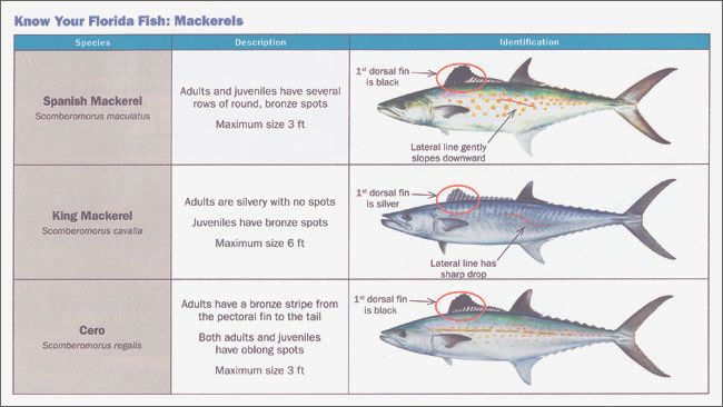 smack-or-king-texaskayakfisherman