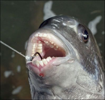 Fish With Teeth