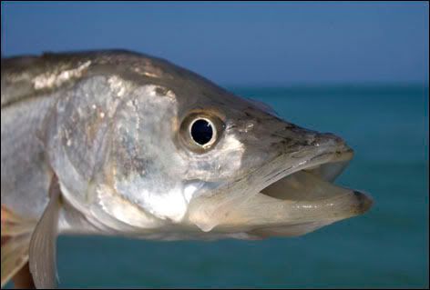 Florida Atlantic Coast