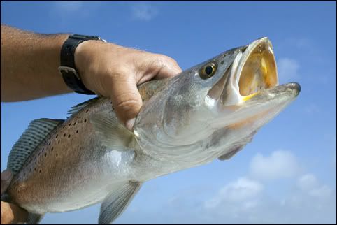 Fishing  Spotted  Trout on Spotted Sea Trout Season Opens For North Florida Anglers   For Shore