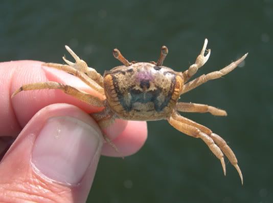 Fishing with Fiddler Crabs as Bait