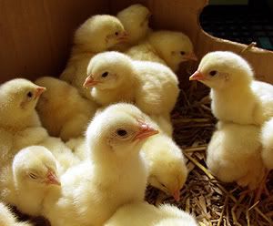 Chick Box.