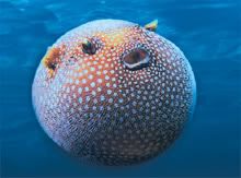 FUGU!