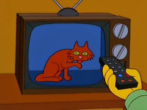 photo NothingButCats_zpsbusoxj8b.jpg