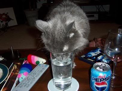 Franklin Sip Like Fool.