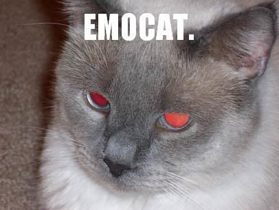 Emocat feels bad about the iPod.