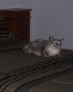 Tinker - Mid-Sneeze.