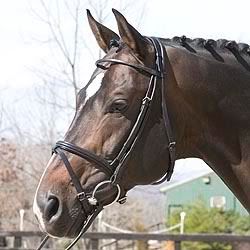 stuBridle4000.jpg