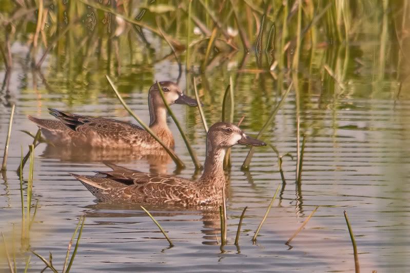 IMAGE: http://i31.photobucket.com/albums/c374/JimTX/BlueWing.jpg