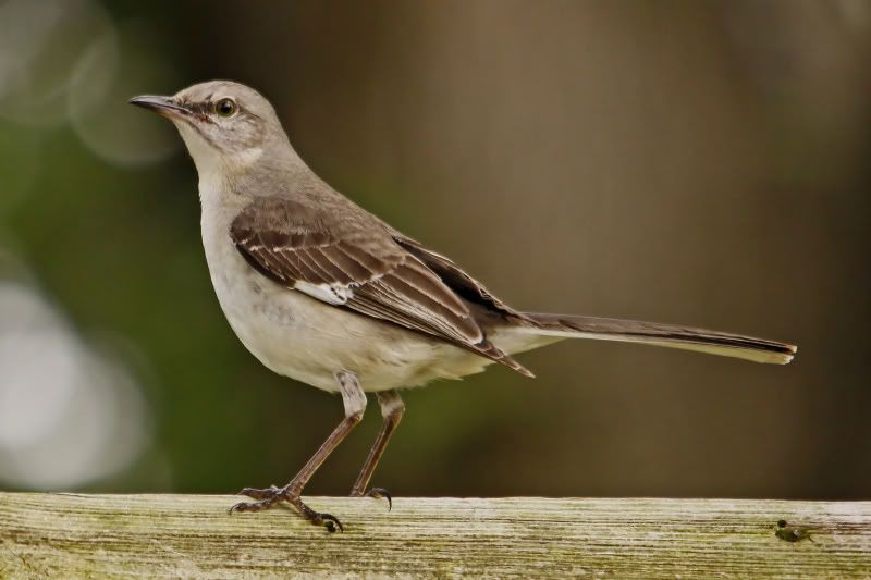 IMAGE: http://i31.photobucket.com/albums/c374/JimTX/Mocking1_filtered.jpg