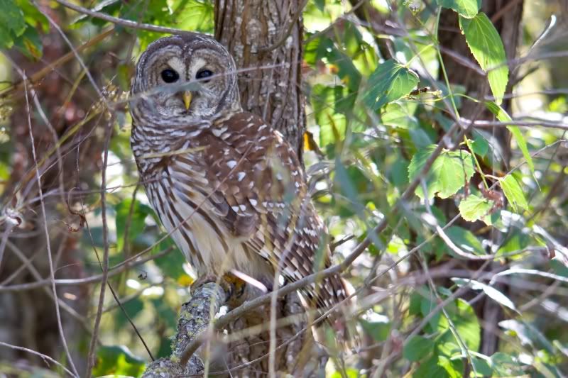 IMAGE: http://i31.photobucket.com/albums/c374/JimTX/Owl3_filtered.jpg