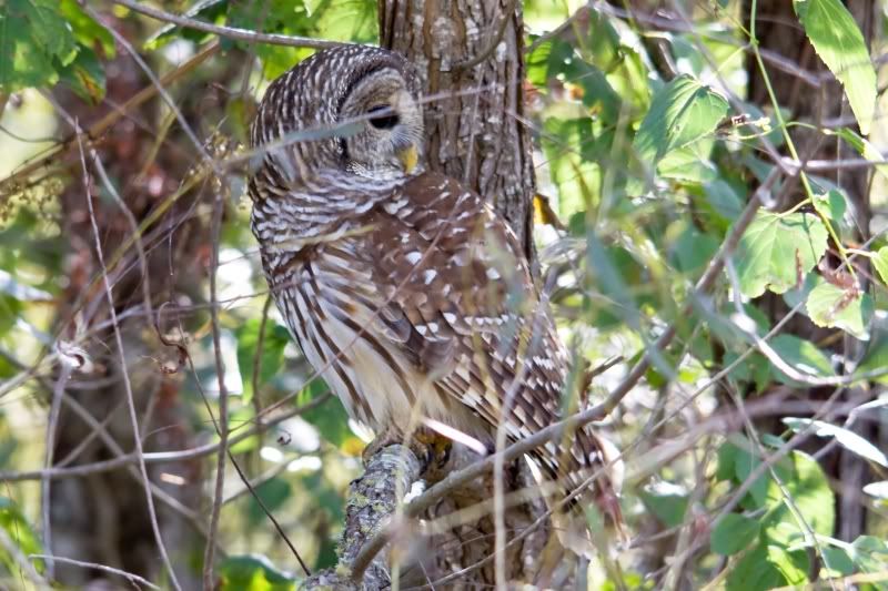 IMAGE: http://i31.photobucket.com/albums/c374/JimTX/Owl4_filtered.jpg