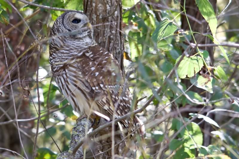 IMAGE: http://i31.photobucket.com/albums/c374/JimTX/Owl5_filtered.jpg