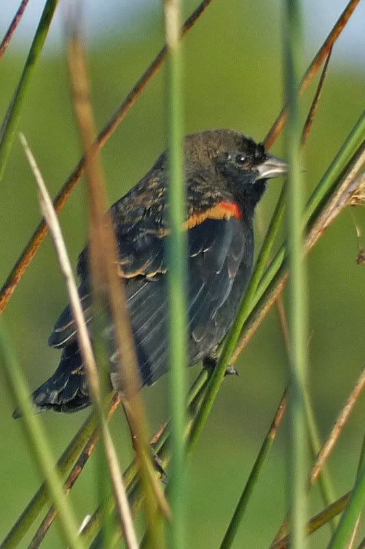 IMAGE: http://i31.photobucket.com/albums/c374/JimTX/P1020547_edited-2.jpg