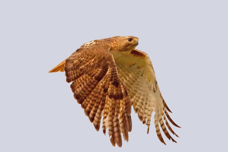 IMAGE: http://i31.photobucket.com/albums/c374/JimTX/RT2_NN_edited-1.jpg