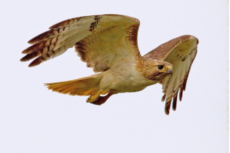 IMAGE: http://i31.photobucket.com/albums/c374/JimTX/RT8_NI_edited-1.jpg