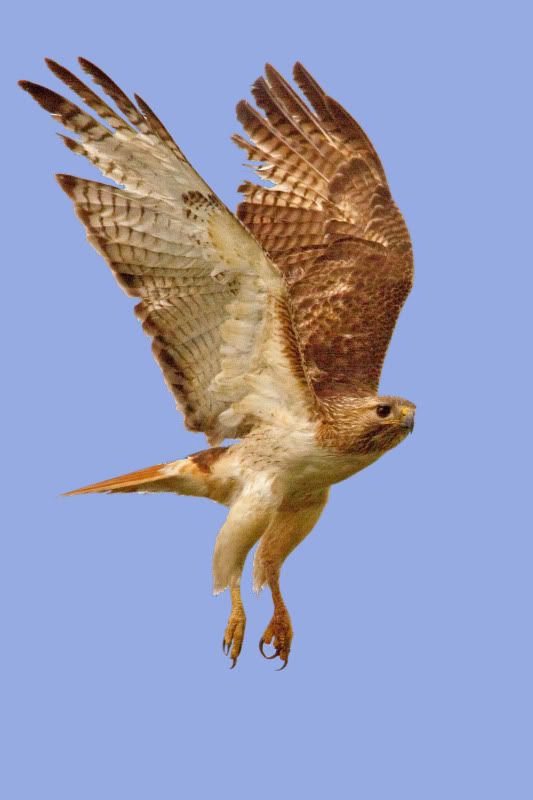 IMAGE: http://i31.photobucket.com/albums/c374/JimTX/RTb_edited-1.jpg