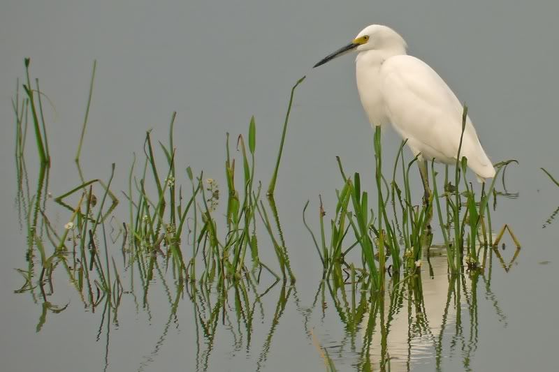 IMAGE: http://i31.photobucket.com/albums/c374/JimTX/Snowy1_filtered.jpg